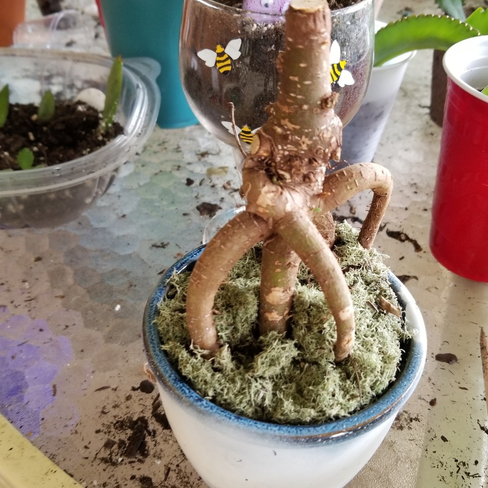 Bonsai tree